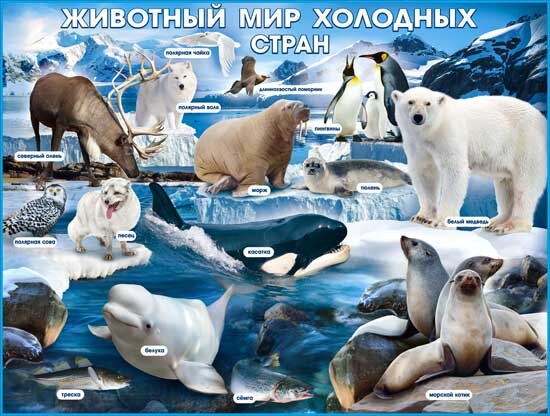 плакат Животный мир холодных стран купить в Чебоксарах