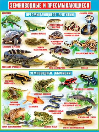 плакат Земноводные и пресмыкающиеся купить в Чебоксарах