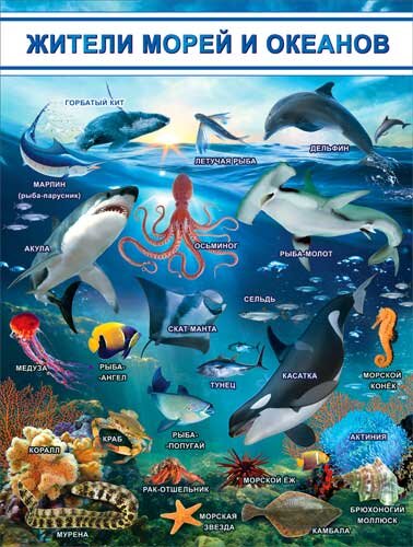 плакат Жители морей и океанов купить в Чебоксарах