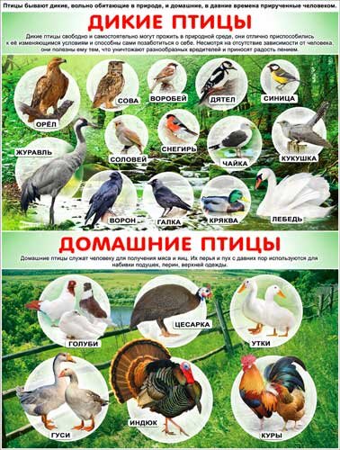 плакат Дикие и домашние птицы купить в Чебоксарах