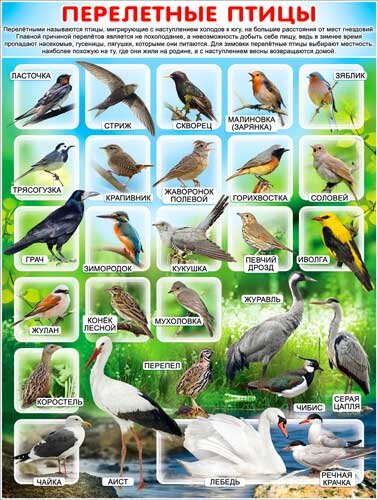 плакат Перелетные птицы купить в Чебоксарах