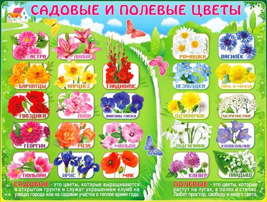 плакат Садовые и полевые цветы купить в Чебоксарах