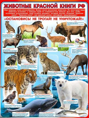 плакат Животные красной книги РФ купить в Чебоксарах
